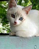 Котята в дар