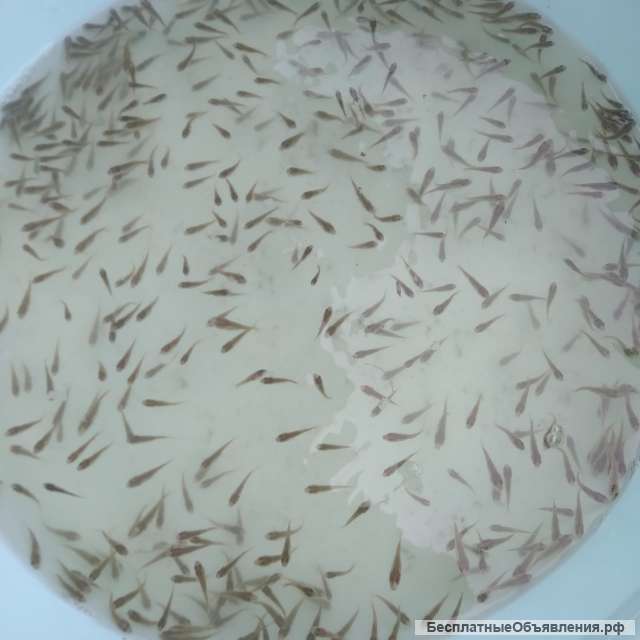 Малек карпа 400 тыс.шт