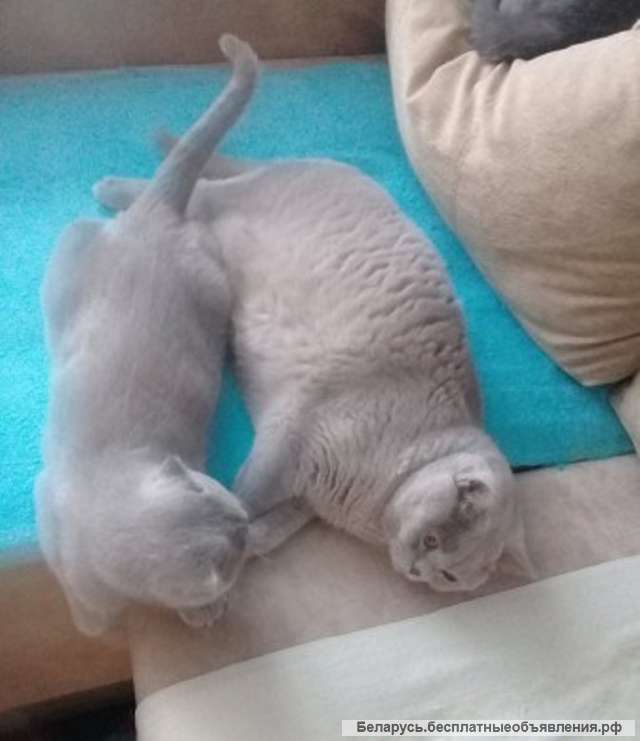 Шотландские котята редкого лилового окраса