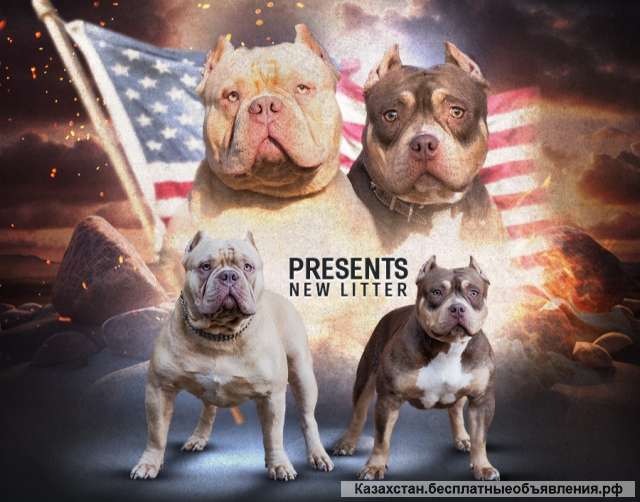 Американский булли