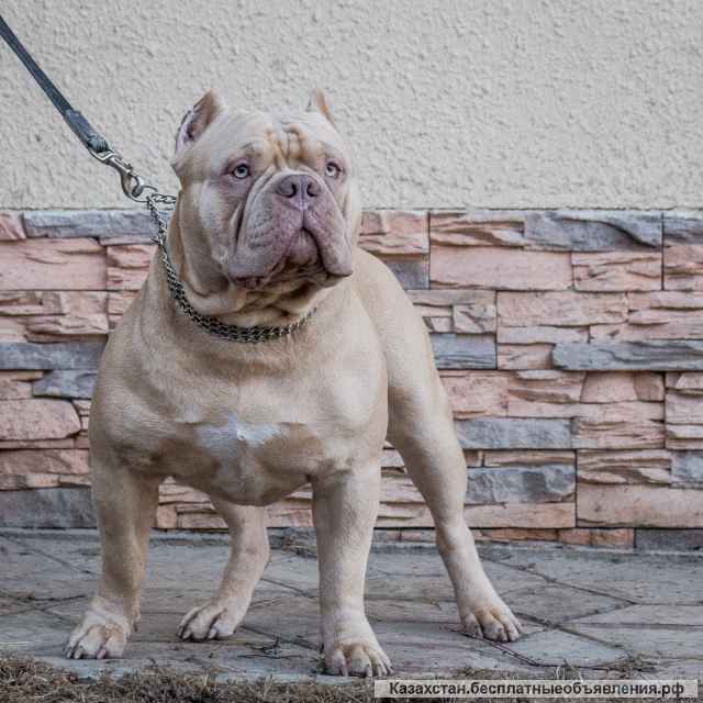 Американский булли