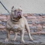 Американский булли