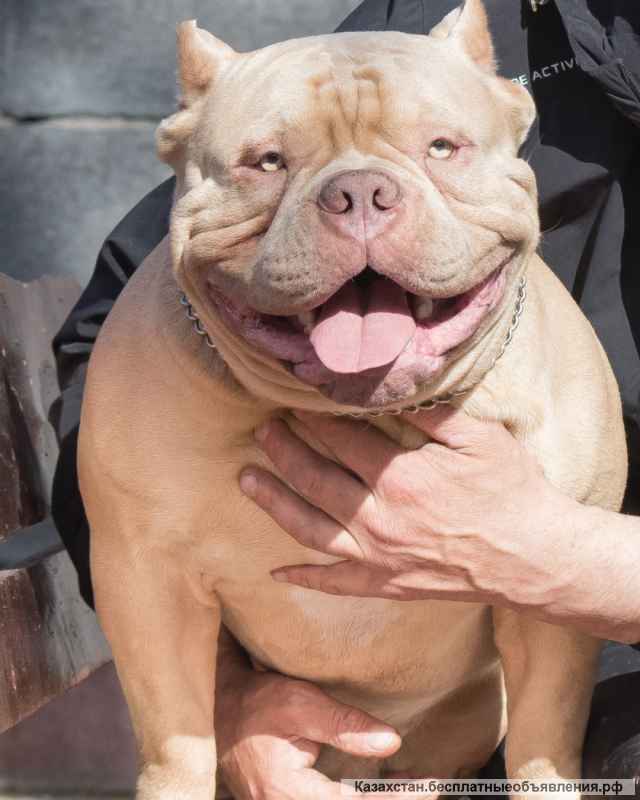 Американский булли