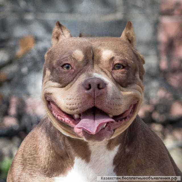 Американский булли