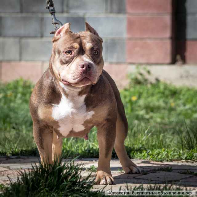 Американский булли