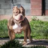 Американский булли