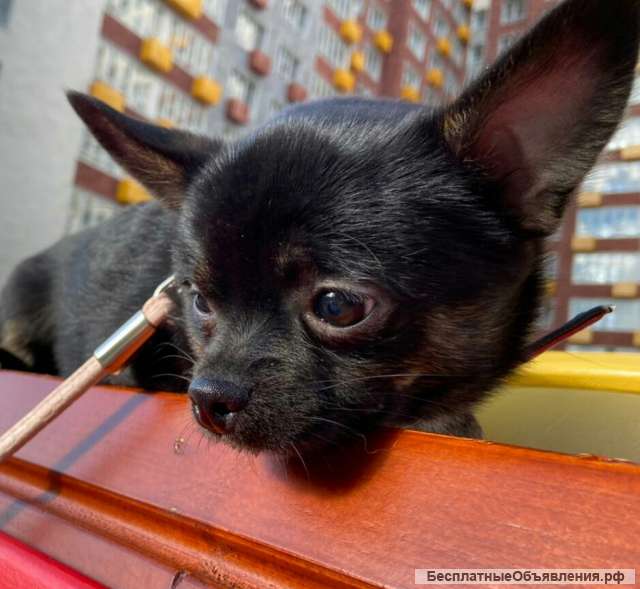 Ур- дамский угодник