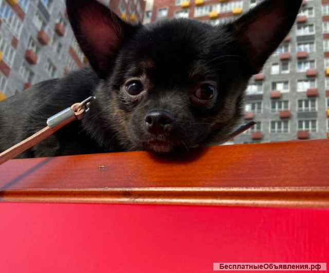 Ур- дамский угодник