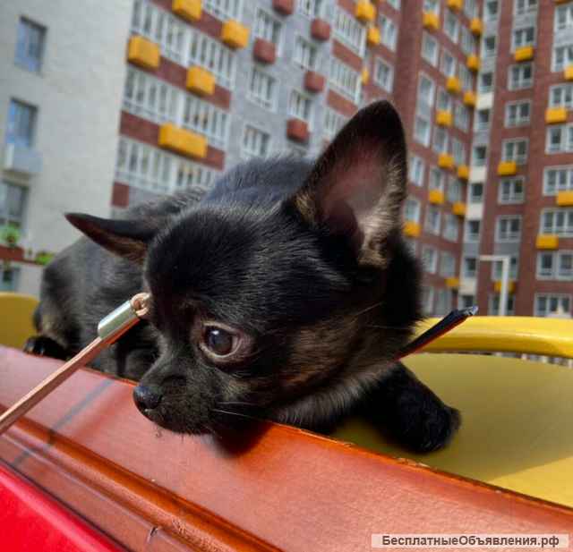 Ур- дамский угодник