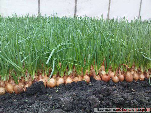 Зеленый лук