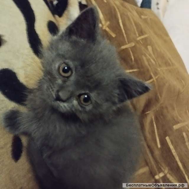 Британки чистокровные в добрые руки