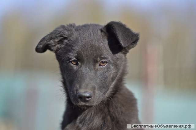 Щенки ручные Ника, Алиса, Агата. Москва и МО.