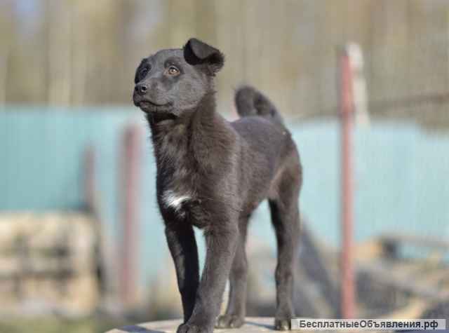 Щенки ручные Ника, Алиса, Агата. Москва и МО.