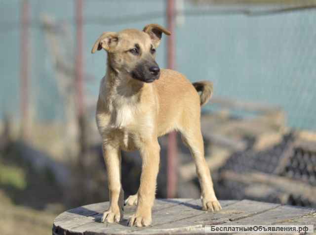 Щенки ручные Ника, Алиса, Агата. Москва и МО.