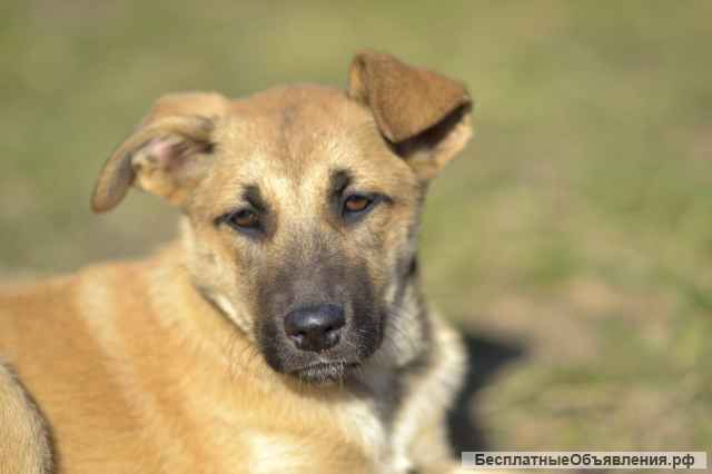 Щенки ручные Ника, Алиса, Агата. Москва и МО.