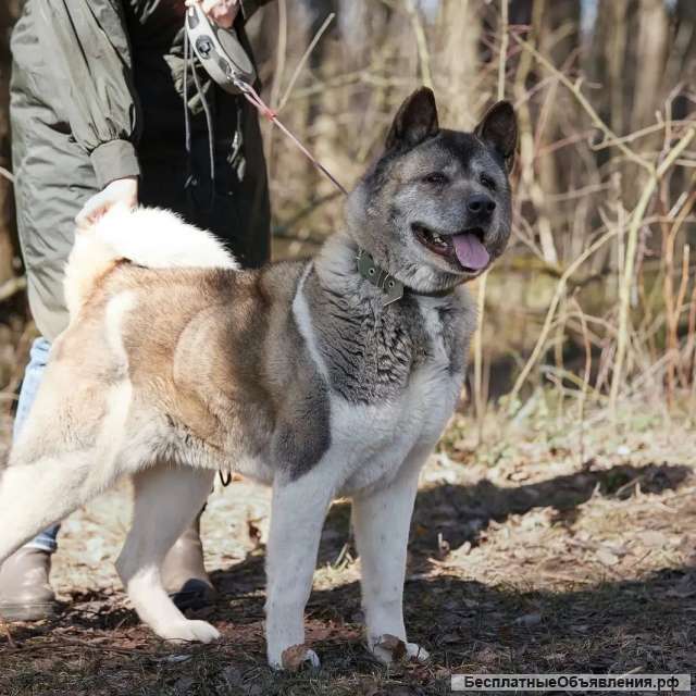 Американская акита