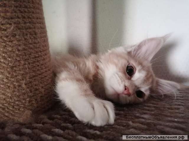 Девочка Мейн Кун