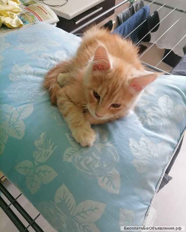 Девочка Мейн Кун