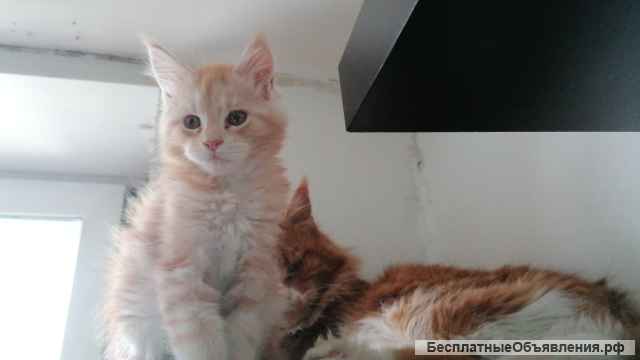 Девочка Мейн Кун