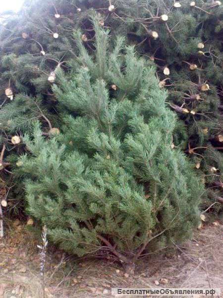 Сосна на Новый год.Доставка на дом
