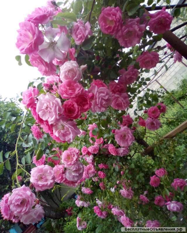 1ком квартиру в центре Сумма