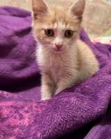 Разноцветные котята в добрые руки