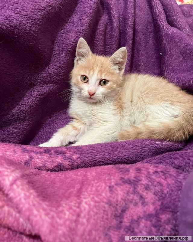 Разноцветные котята в добрые руки