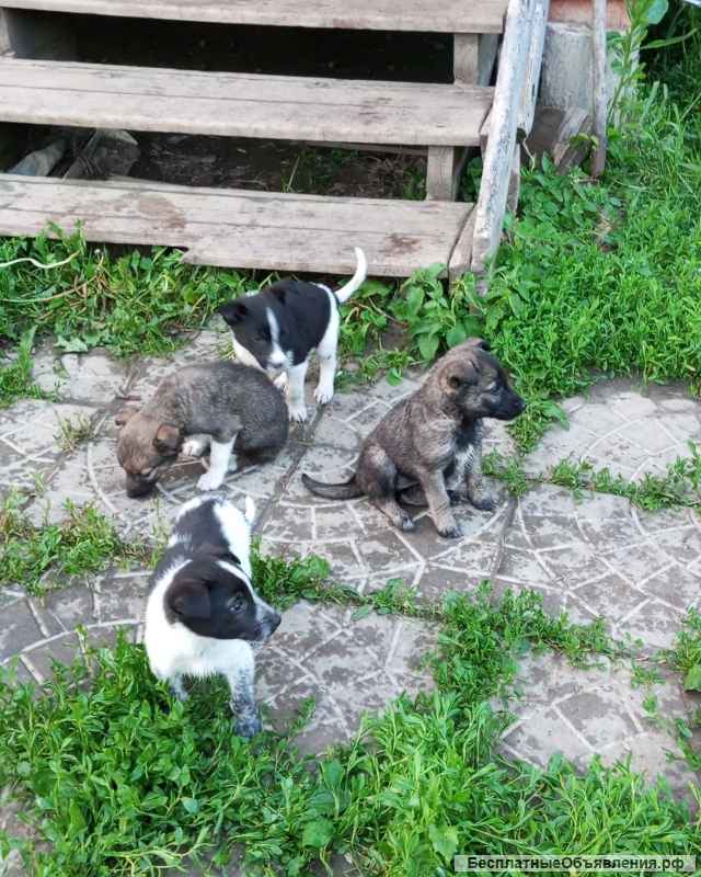 Щенки метисы терьера и алабая
