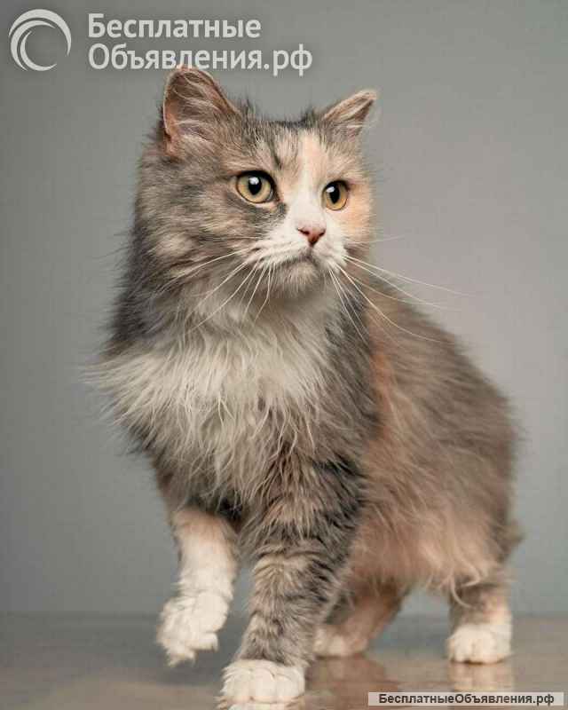 Ласковая кошечка Пуша в добрые руки