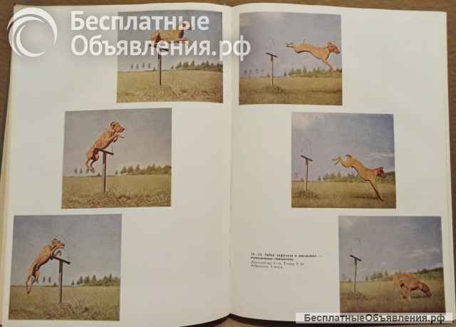 Хомоки-Надь Иштван. Друзья. Перевод с венгерского.