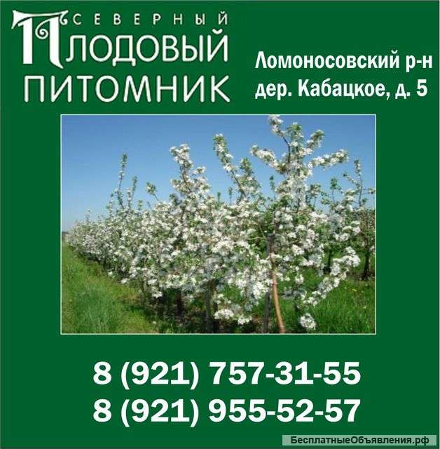"Северный Плодовый Питомник": саженцы плодовых деревьев и кустарников в Ломоносовском районе