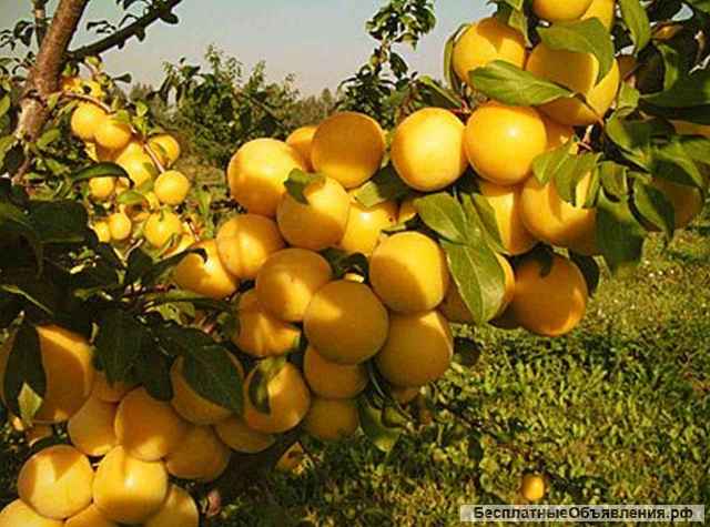 "Северный Плодовый Питомник": саженцы плодовых деревьев и кустарников в Ломоносовском районе