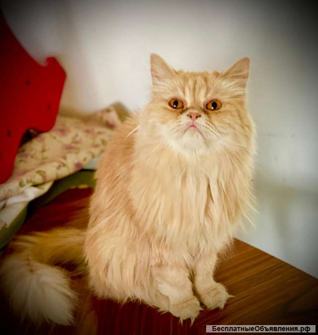 Великолепная кошка Халва в добрые руки