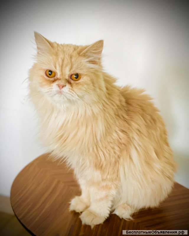 Великолепная кошка Халва в добрые руки