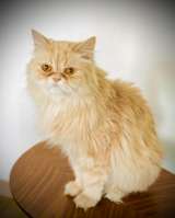 Великолепная кошка Халва в добрые руки