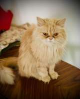 Великолепная кошка Халва в добрые руки