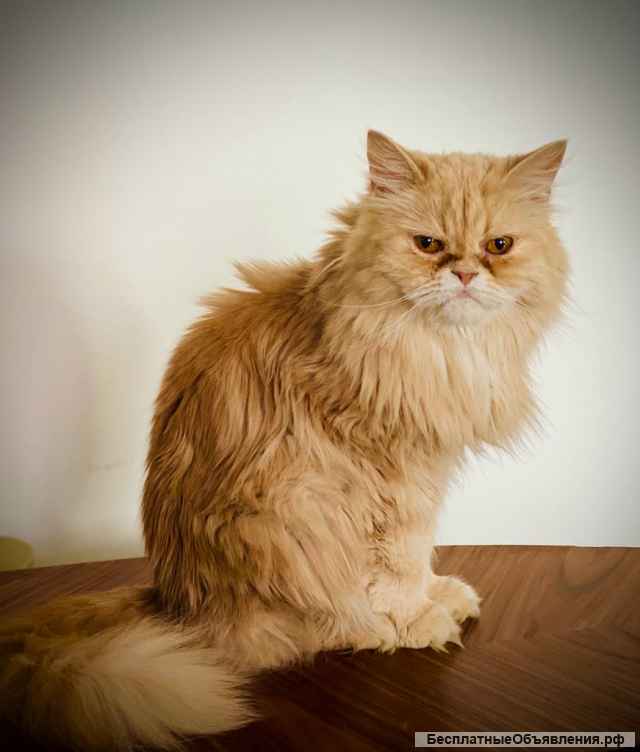 Великолепная кошка Халва в добрые руки