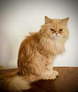 Великолепная кошка Халва в добрые руки