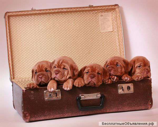 Щенки Бордоского дога