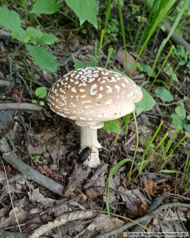 Мухомор Красный