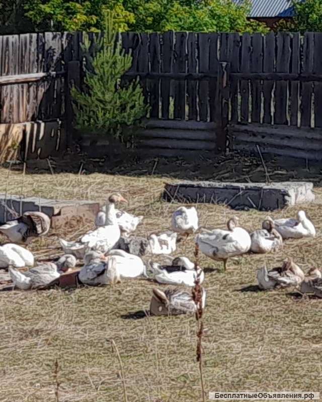 Гусей