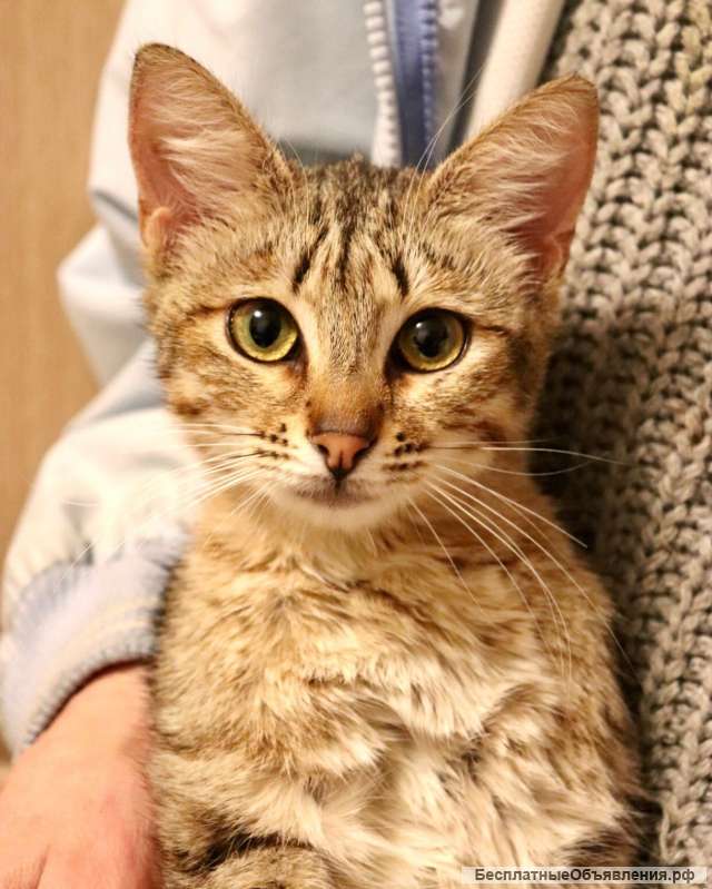 Кошка по имени Шубка в добрые руки