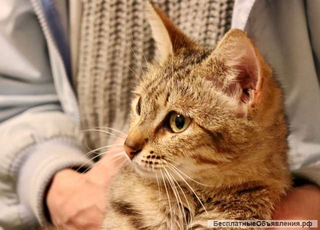 Кошка по имени Шубка в добрые руки
