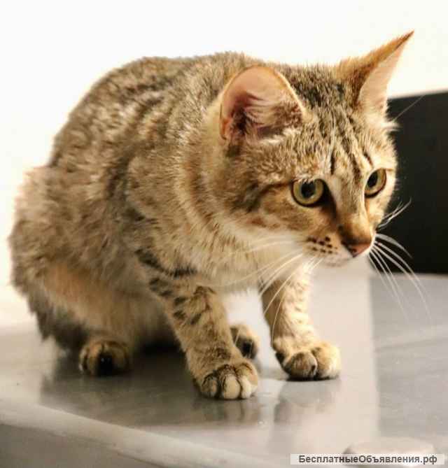 Кошка по имени Шубка в добрые руки