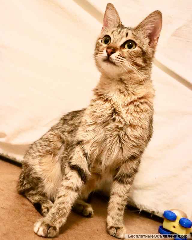 Кошка по имени Шубка в добрые руки