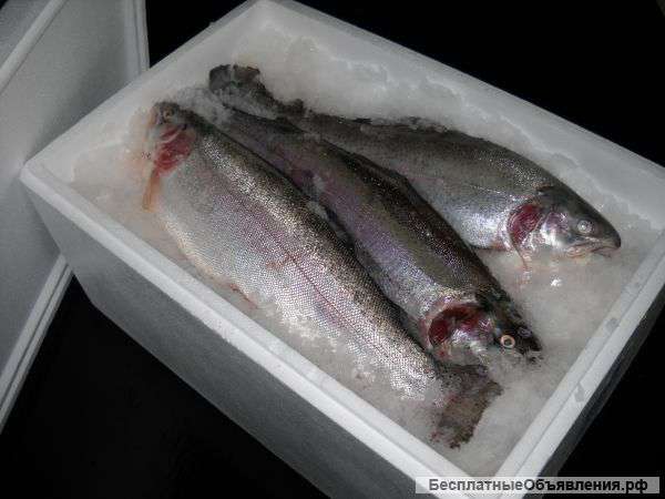 Форель из Карелии