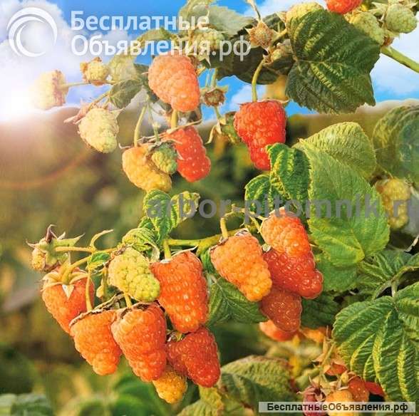 Питомник растений и крупномеров предлагает саженцы с закрытой корневой системой