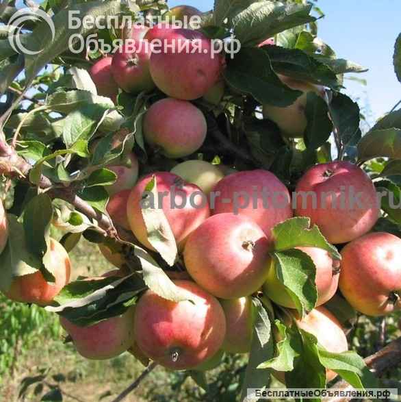 Питомник растений и крупномеров предлагает саженцы с закрытой корневой системой