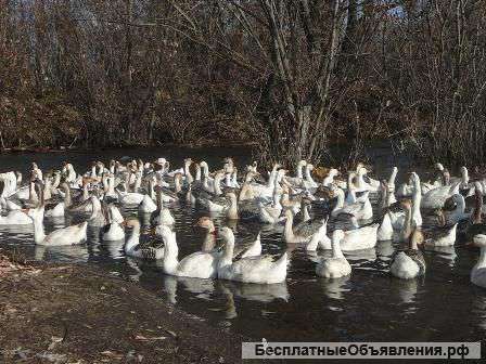 Гуси на мясо