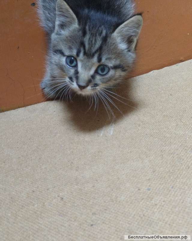Отдам в добрые руки котят